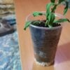 Увядающая рассада в прозрачном стаканчике