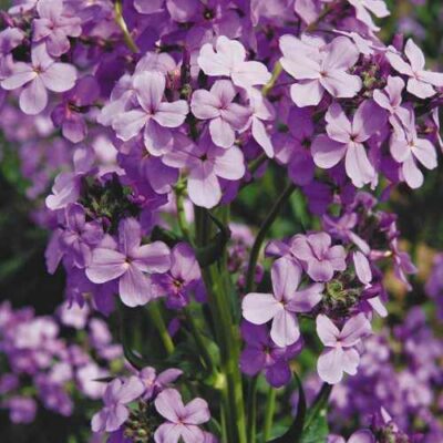 Вечерница (Гесперис, Ночная фиалка)