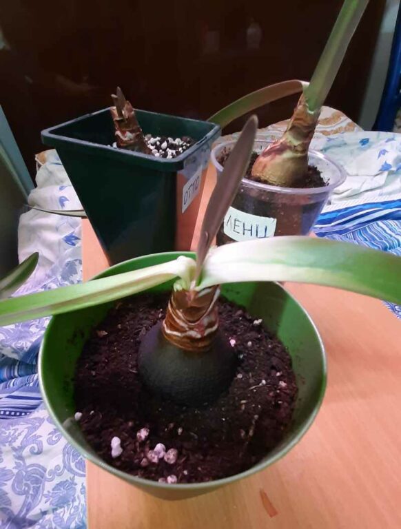 Амариллисы усохли после зимовки