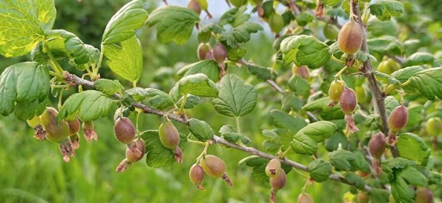 Крыжовник, сорт "Черномор"