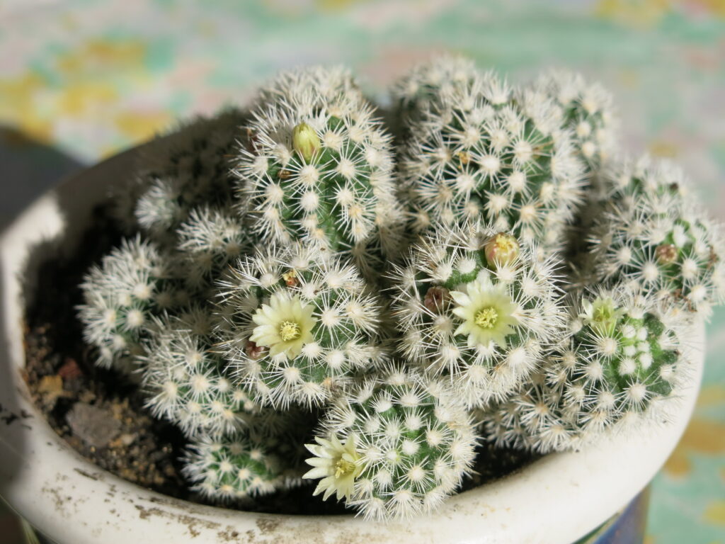 Маммиллярия грацилис (Mammillaria gracilis)