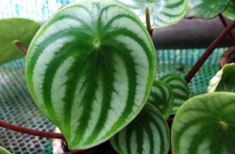 Пеперомия арбузная (Peperomia argyreia)