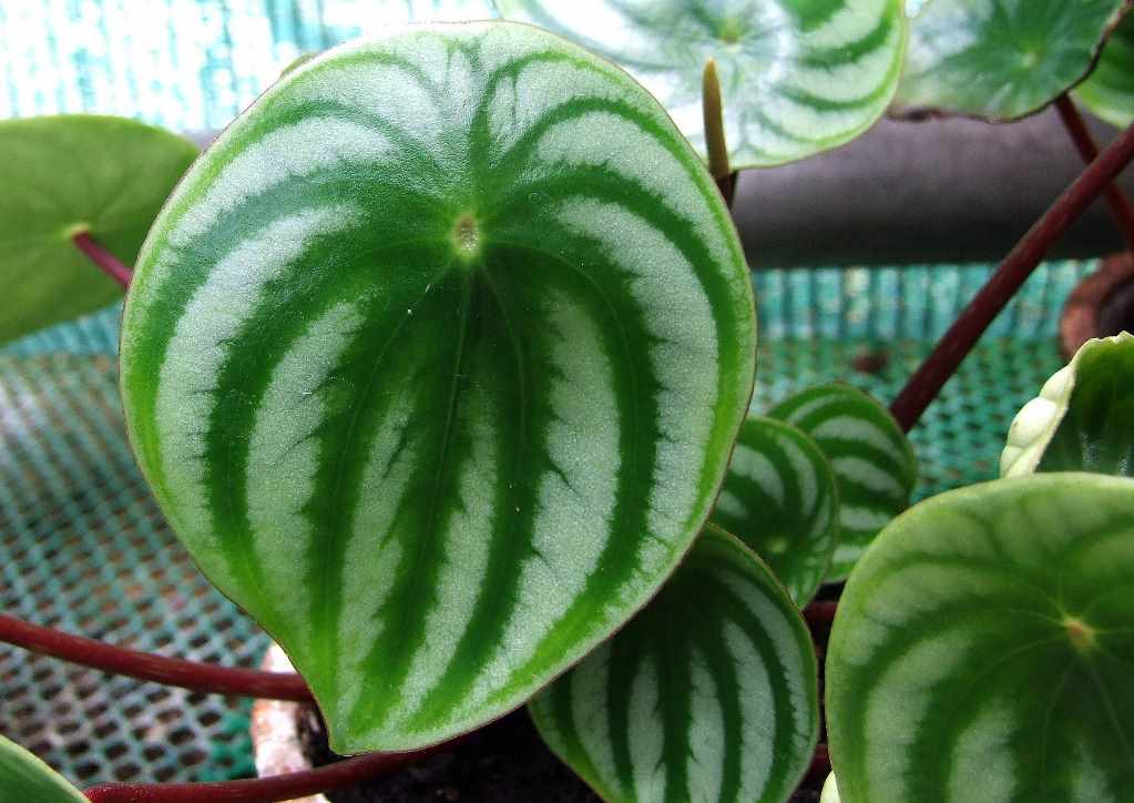 Пеперомия арбузная (Peperomia argyreia)