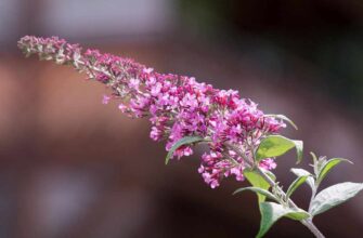 Buddleja davidii (Buddleja butterfly), Буддлея баттерфляй