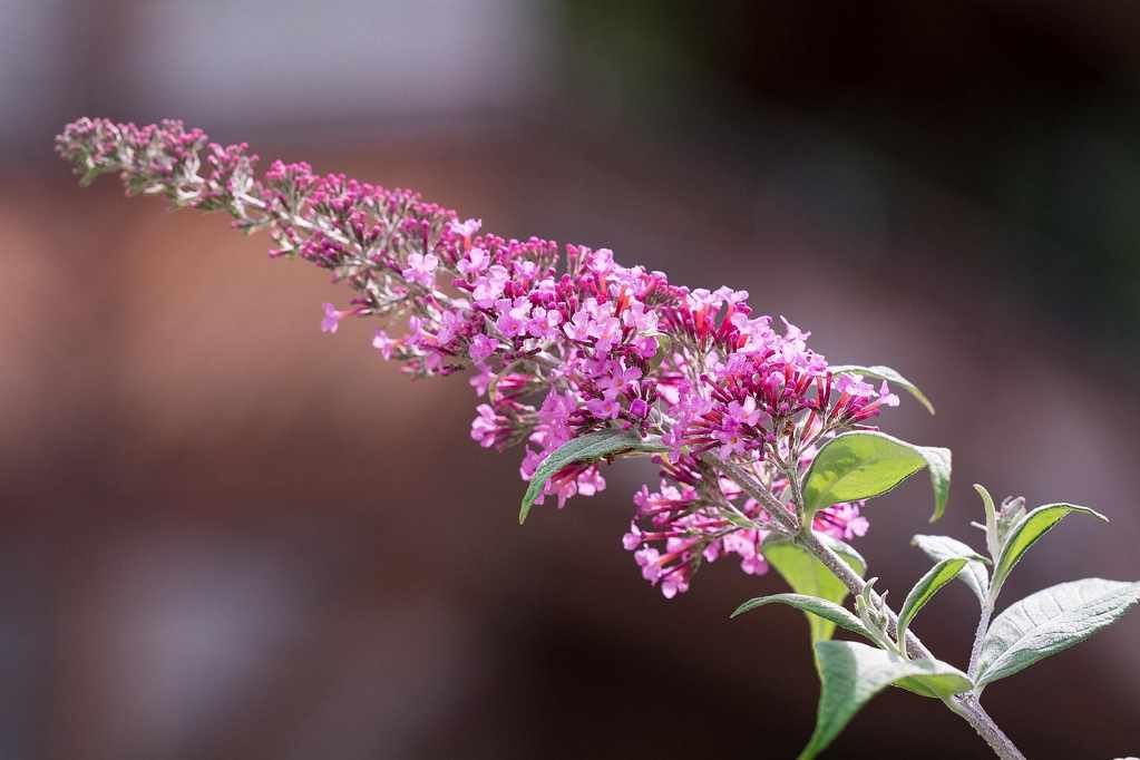 Buddleja davidii (Buddleja butterfly), Буддлея баттерфляй