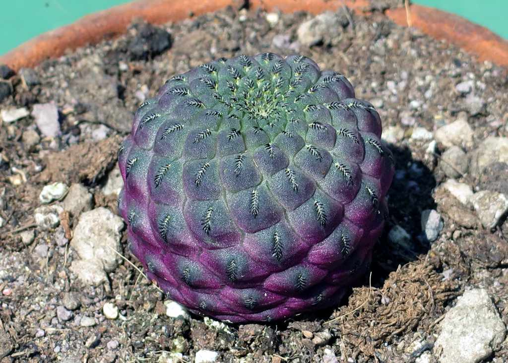 Сулькоребуция Рауши (Sulcorebutia rauschii)