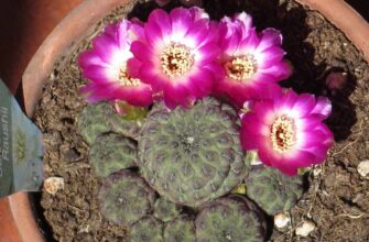 Сулькоребуция Рауши (Sulcorebutia rauschii)