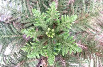 Араукария разнолистная (Araucaria heterophylla)