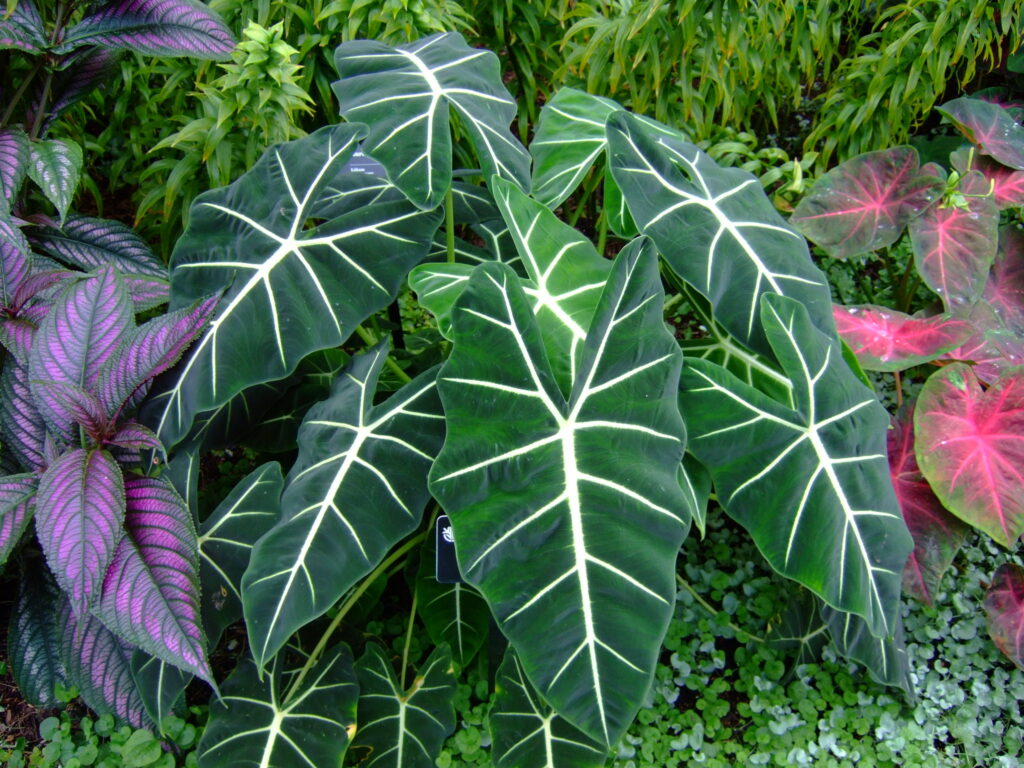 Alocasia micholitziana ‘Frydek’