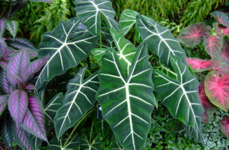 Alocasia micholitziana ‘Frydek’