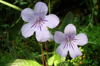 Стрептокарпус (Streptocarpus rexii)