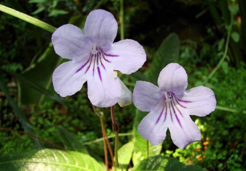 Стрептокарпус (Streptocarpus rexii)