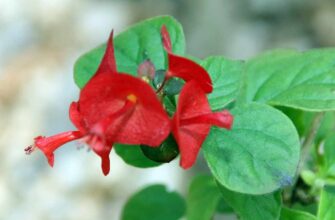 Холмскиолдия кроваво-красная