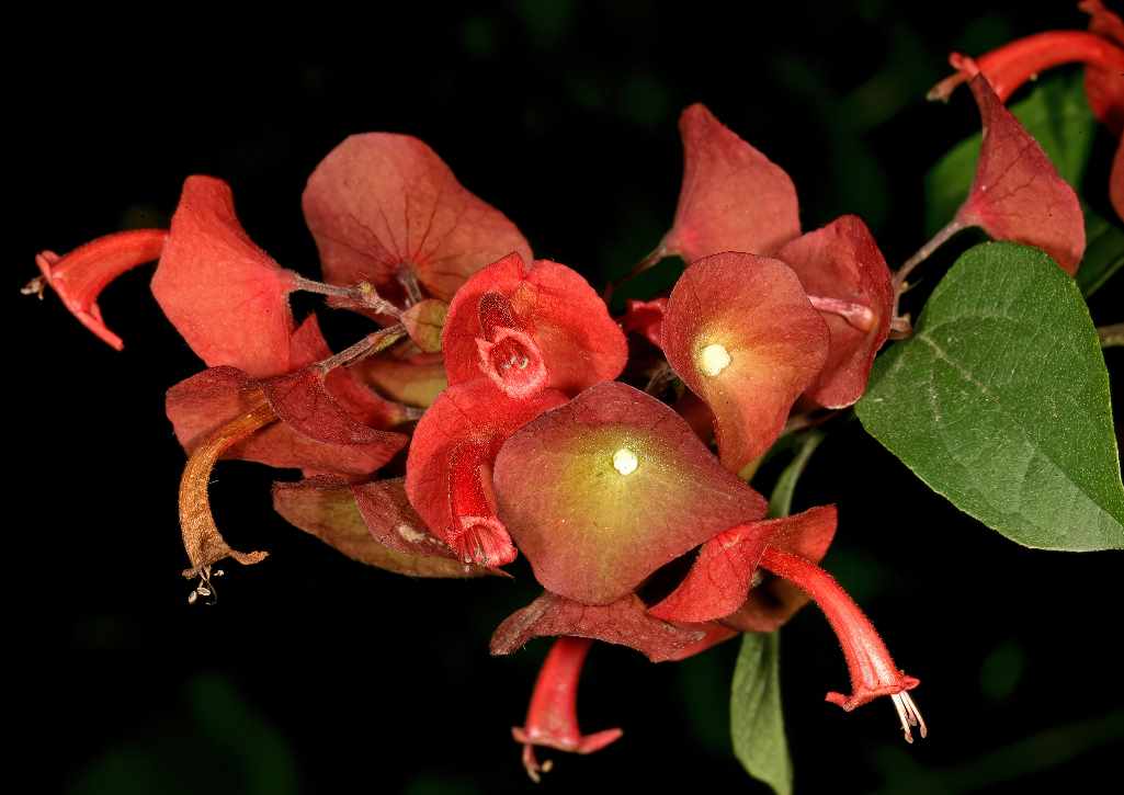 Холмскиолдия