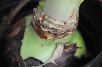 Луковица Гиппеаструма