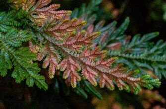 Селагинелла вильденова (Selaginella willdenowii)