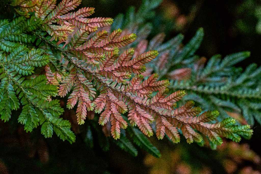 Селагинелла вильденова (Selaginella willdenowii)