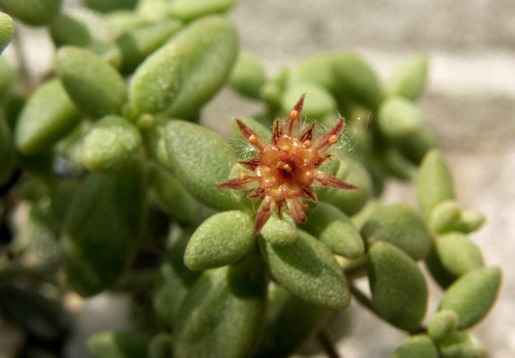 Монантес редкоцветный (Monanthes laxiflora)