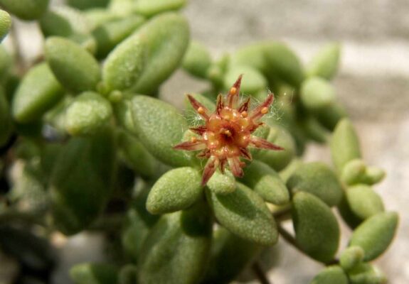 Монантес редкоцветный (Monanthes laxiflora)