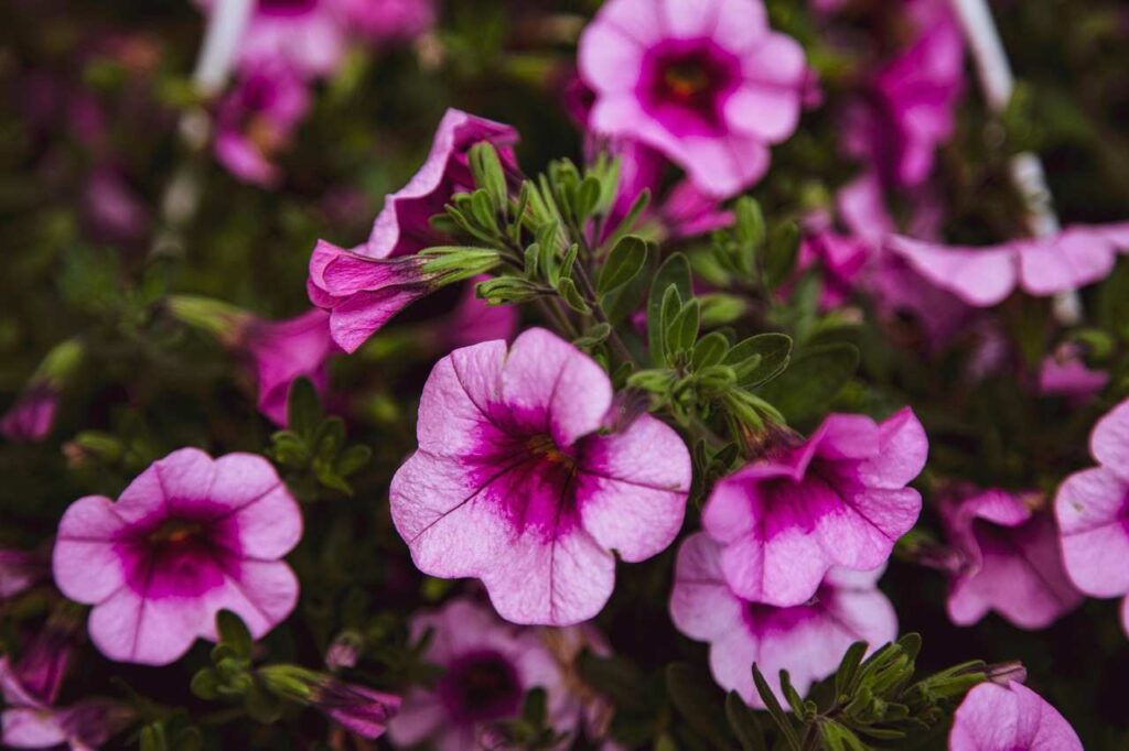 Калибрахоа мелкоцветковая, (Calibrachoa parviflora)