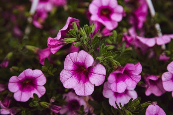 Калибрахоа мелкоцветковая, (Calibrachoa parviflora)