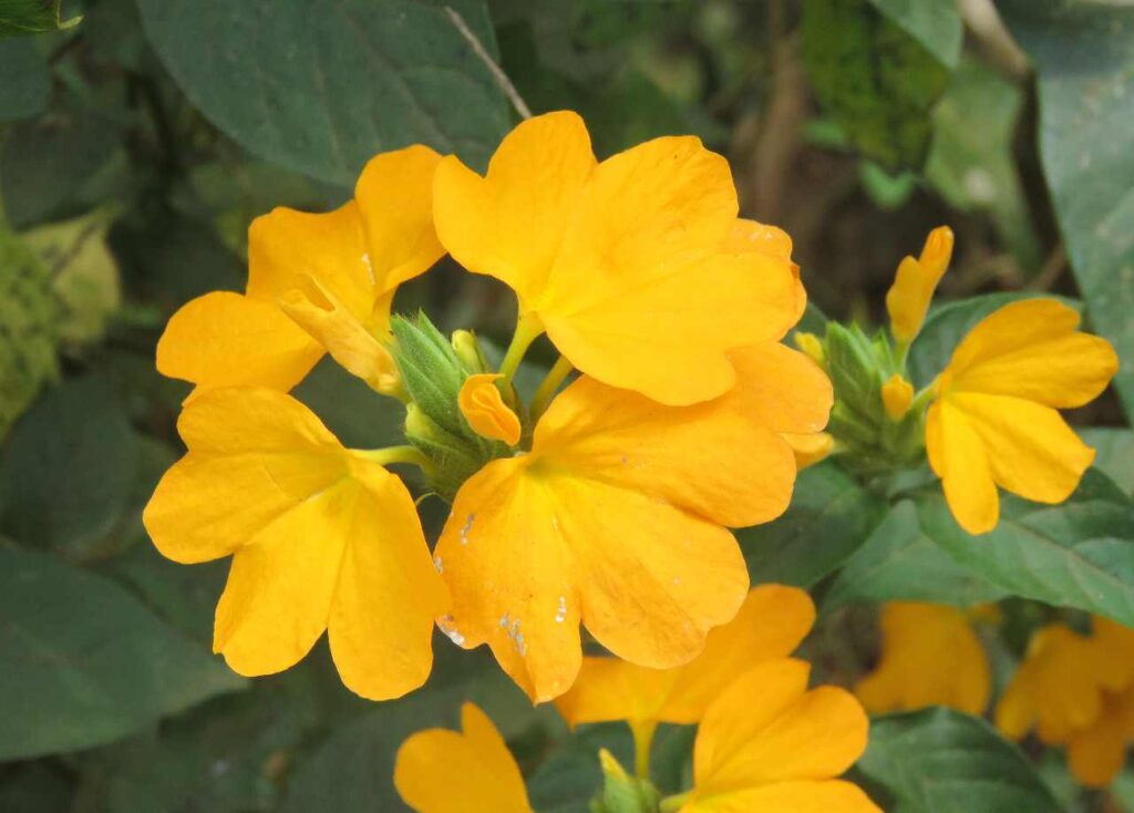 Кроссандра (Crossandra infundibuliformis)