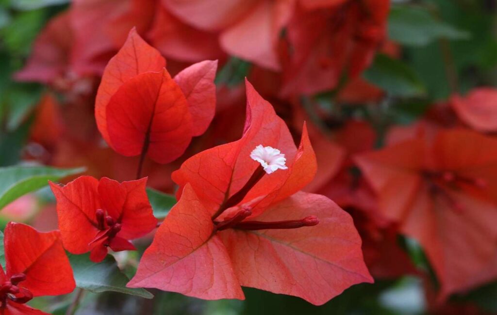 Бугенвиллия (Bougainvillea)