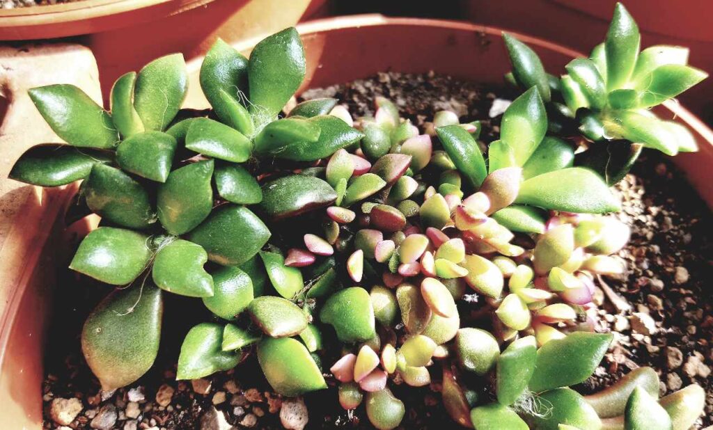 Anacampseros rufescens (Анакампсерос рыжеватый)