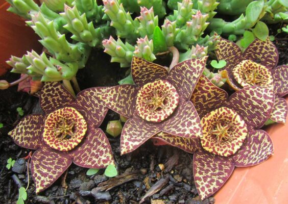 Орбея вариегата (Orbea variegata)