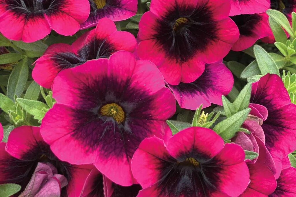 Калибрахоа Дракула (Calibrachoa Dracula)