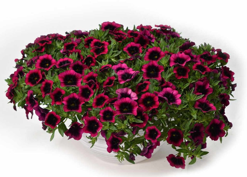 Калибрахоа Дракула (Calibrachoa Dracula)