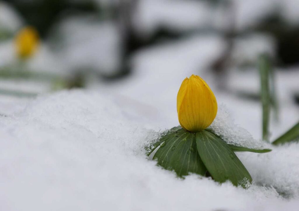 Весенник зимний (Eranthis hyemalis, Аконит зимний)