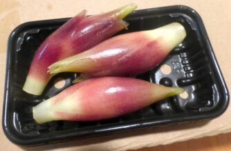 Имбирь миога (Zingiber mioga), японский имбирь