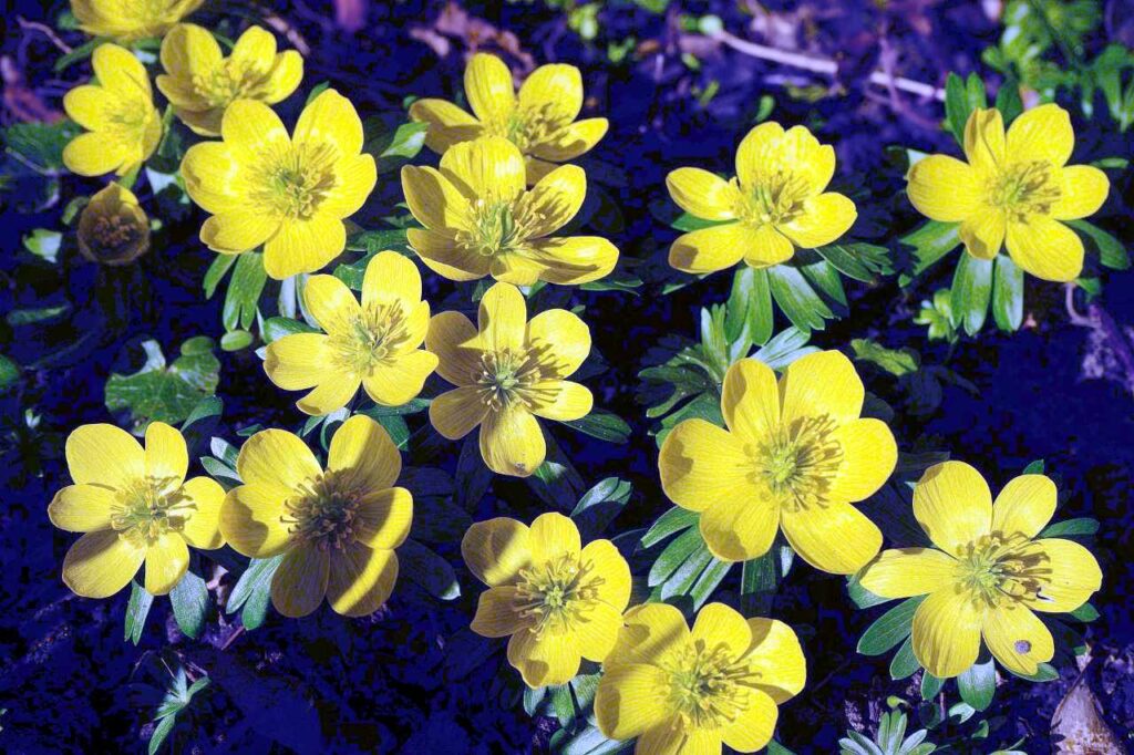 Весенник зимний (Eranthis hyemalis, Аконит зимний)