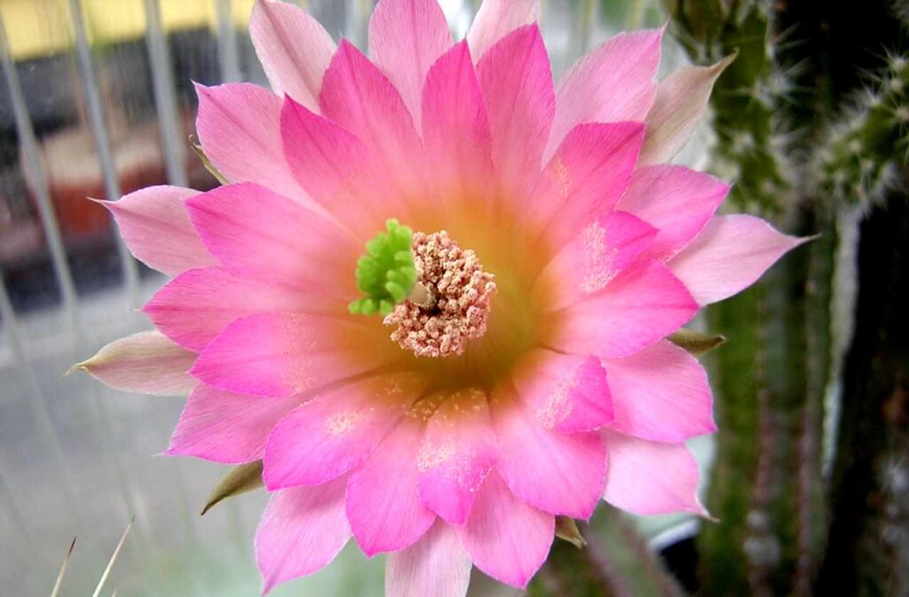 Эхиноцереус Гентри (Echinocereus scheeri ssp. Gentryi)