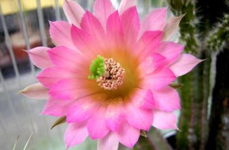 Эхиноцереус Гентри (Echinocereus scheeri ssp. Gentryi)