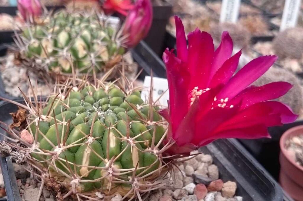 Сулькоребуция пурпурная (Sulcorebutia purpurea)