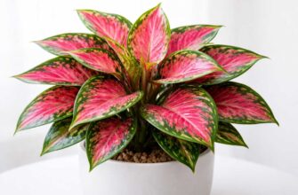 Аглаонема черри бэби (Aglaonema 'Cherry Baby')