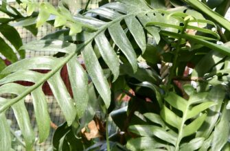 Селеницереус хризокардиум (Марниера)