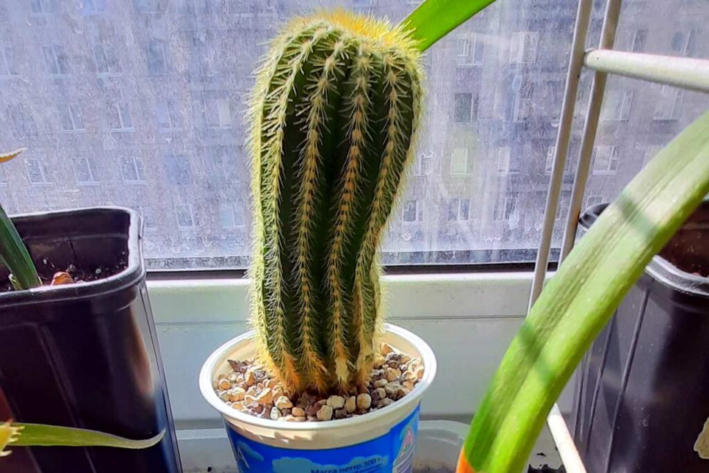 Кактус