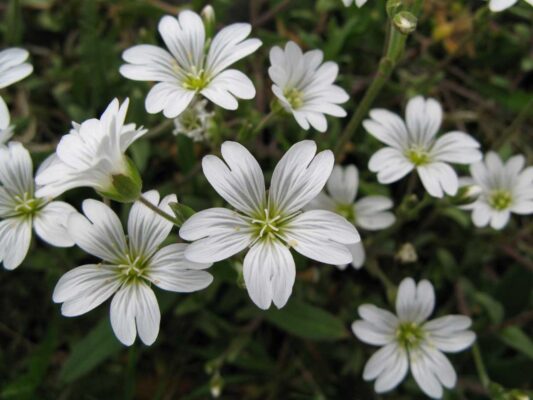 Ясколка (Cerastium)